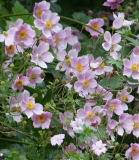 Anemone hupehensis 'September Charm'